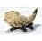 Tiger Claw
