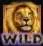 Wild Lion